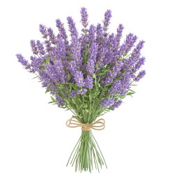 Duftöl Lavendel – Blumiger, frischer Duft für Kosmetik und Kerzen.